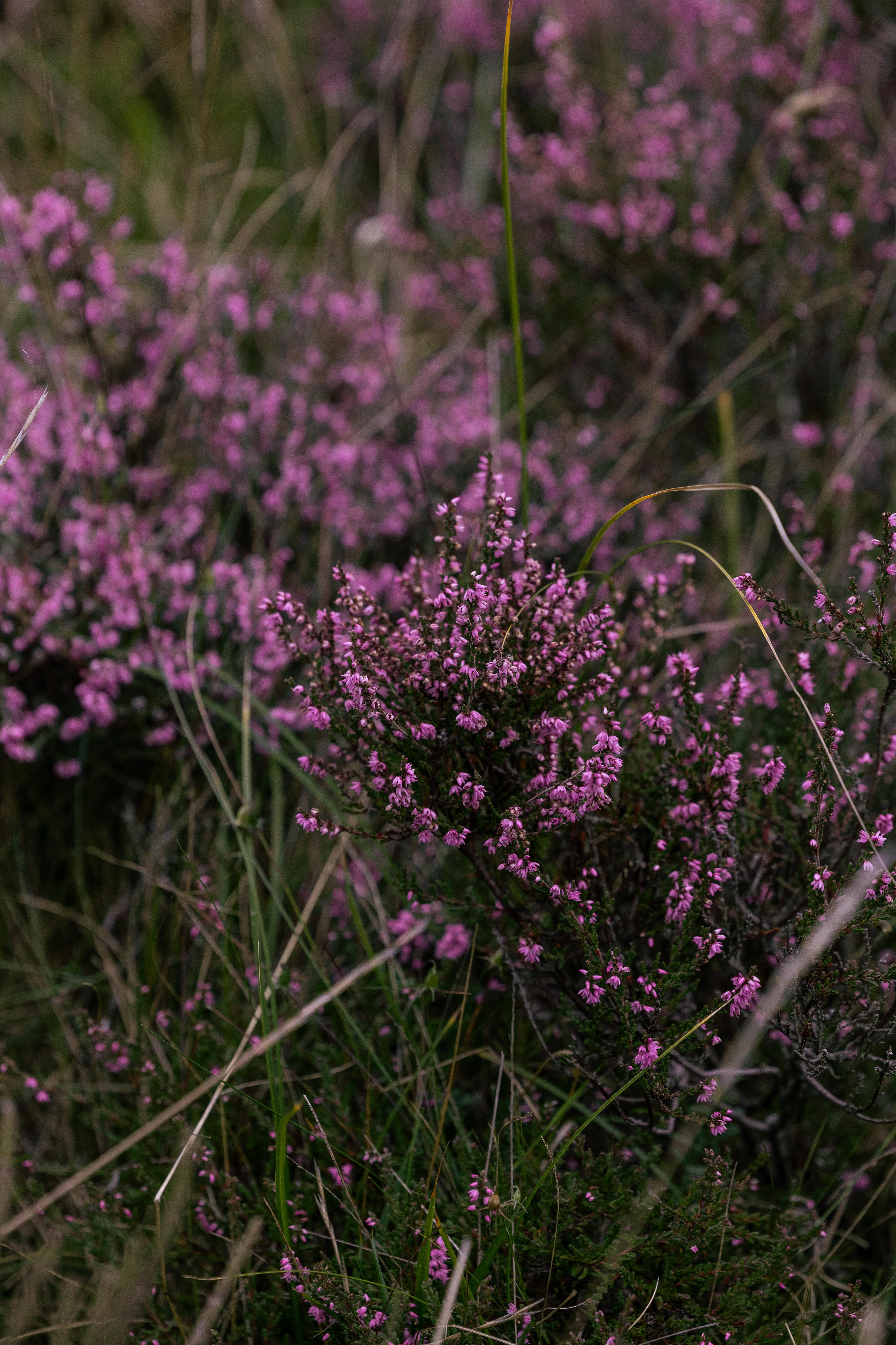 فندق Dornoch Station المظهر الخارجي الصورة Calluna vulgaris