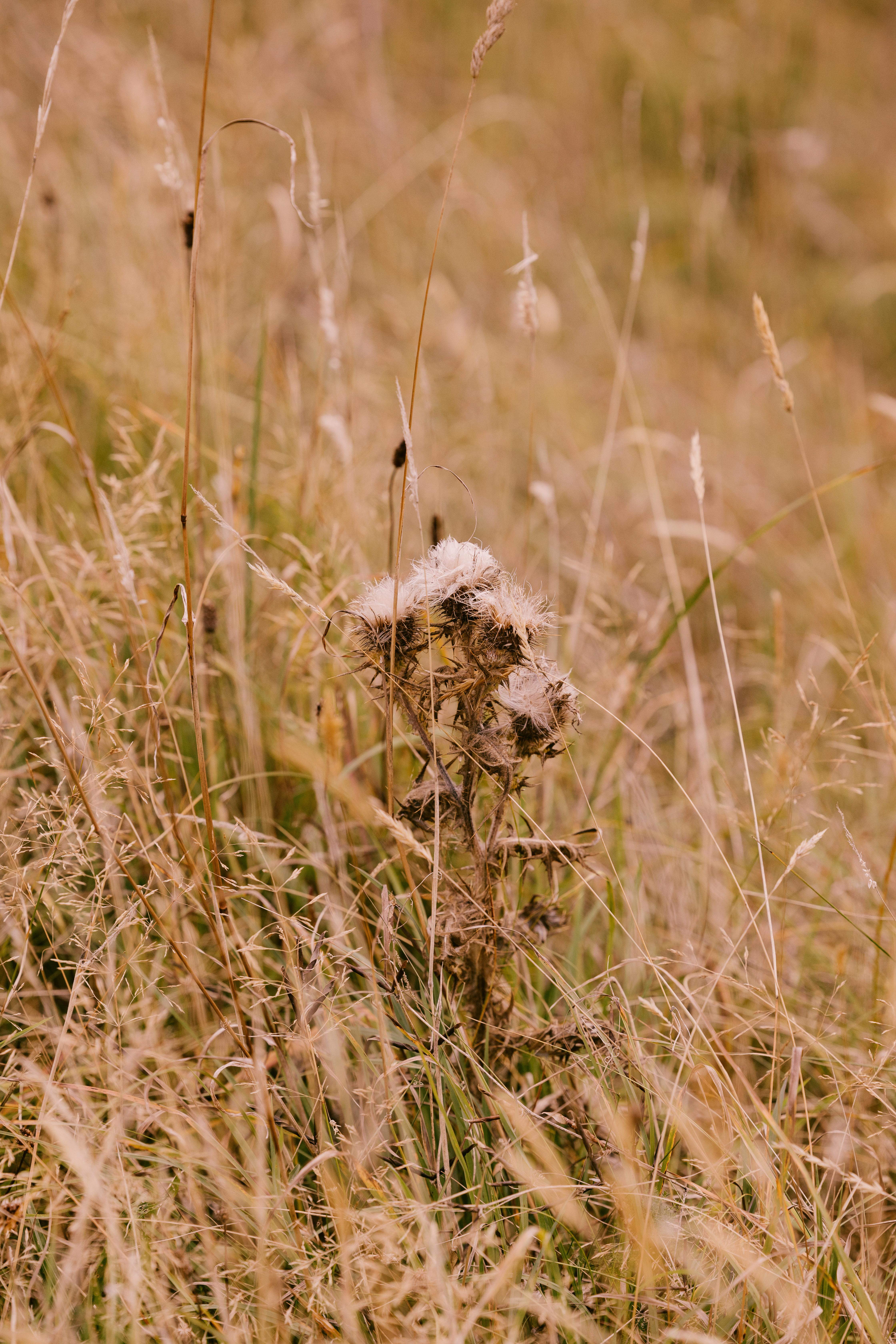 فندق Dornoch Station المظهر الخارجي الصورة Seedhead