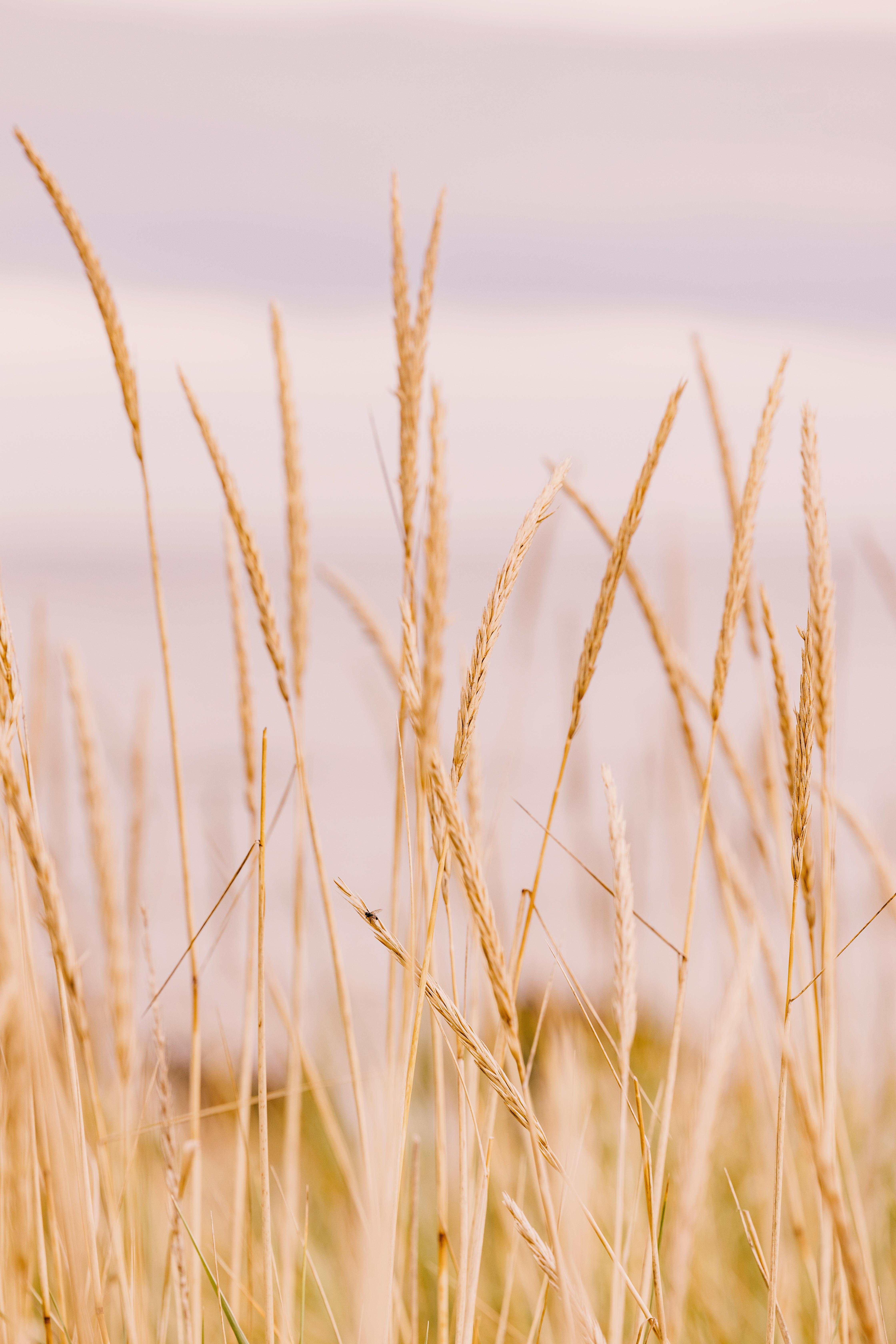 فندق Dornoch Station المظهر الخارجي الصورة Wheat