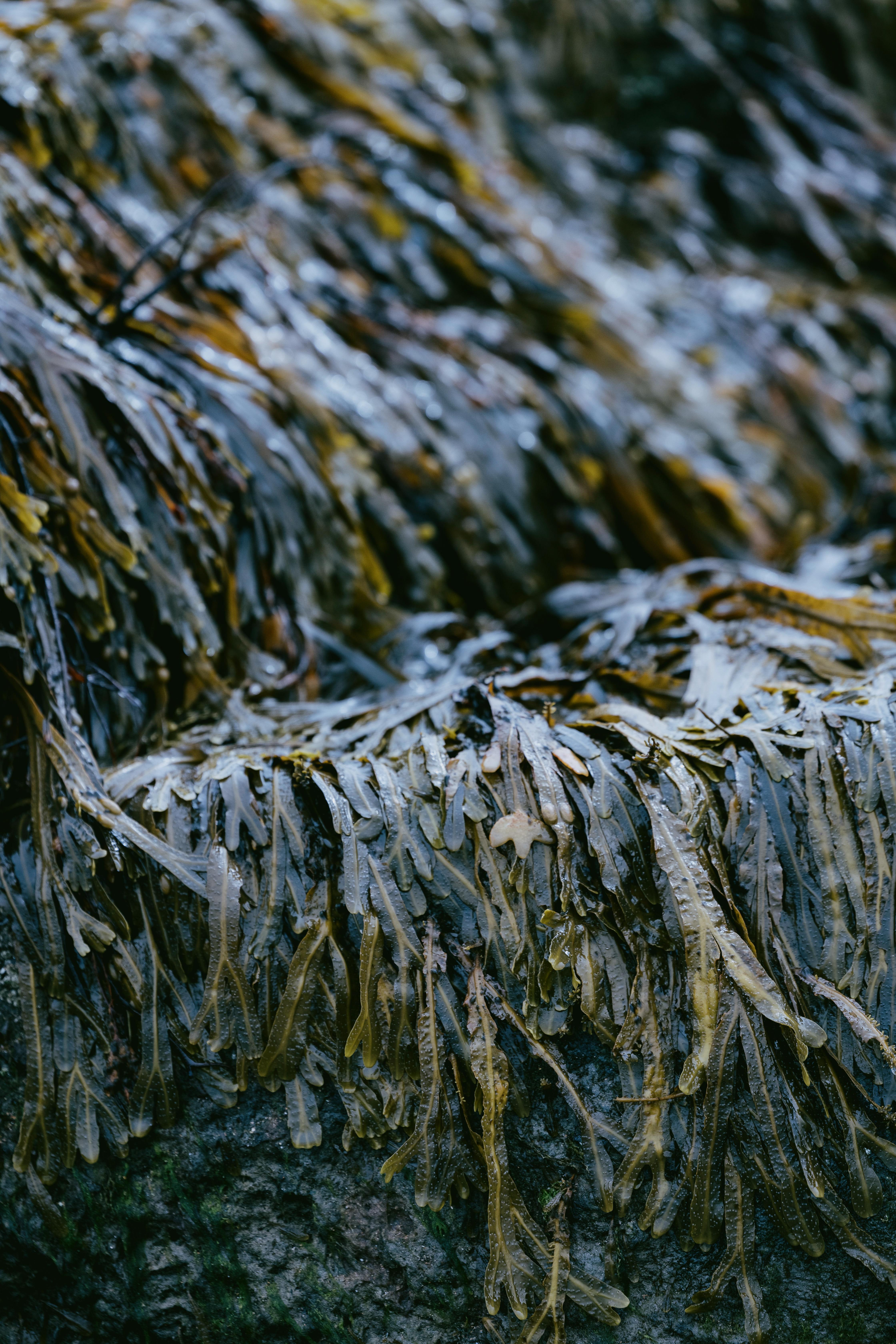 فندق Dornoch Station المظهر الخارجي الصورة Seaweed